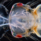 Imagen para el artículo titulado Estas son algunas de las fotos microscópicas más espectaculares del año
